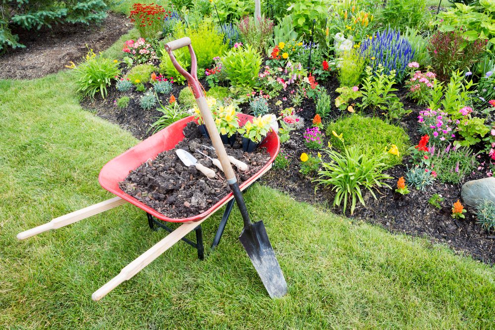 Garden work being done landscaping a flowerbed with a red wheelbarrow full of organic potting soil and celosia seedlings standing with a spade on a manicured lawn alongside a bed of colorful flowers