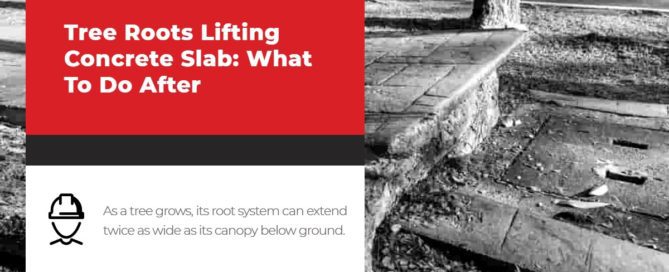 Tree Roots Lifting Concrete Slab