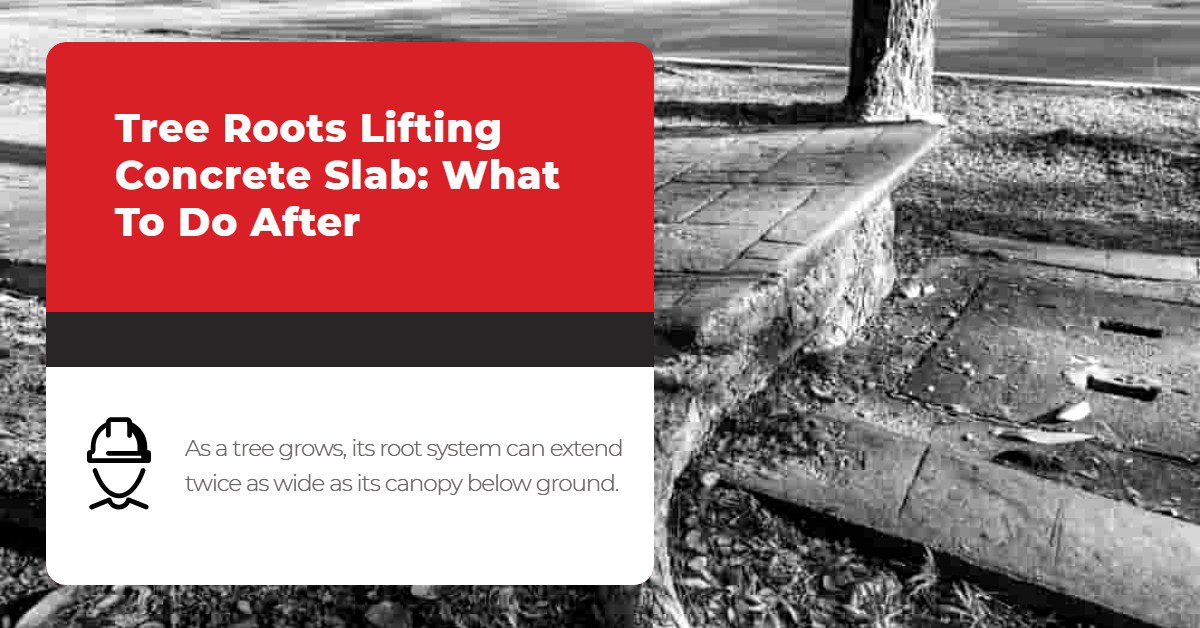 Tree Roots Lifting Concrete Slab_ What To Do After